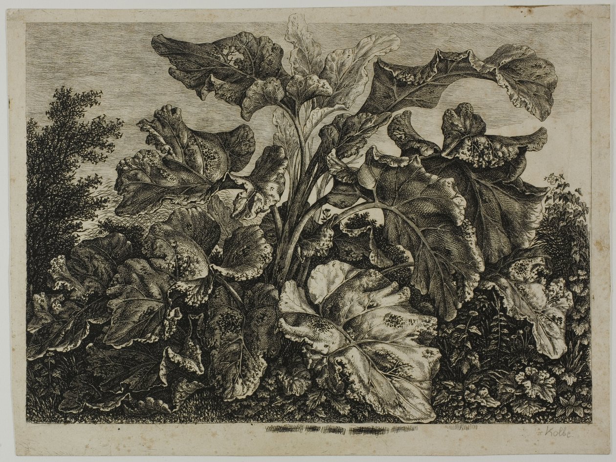Hoja de vegetales de Carl Wilhelm Kolbe, the elder
