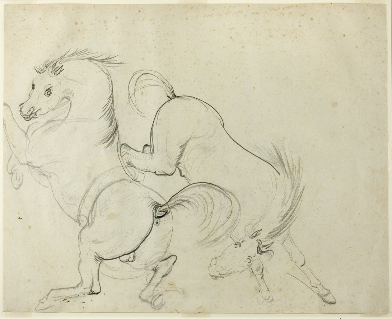 Dos caballos retozando (recto); Hombre en un caballo pateador (verso) de Carle Vernet