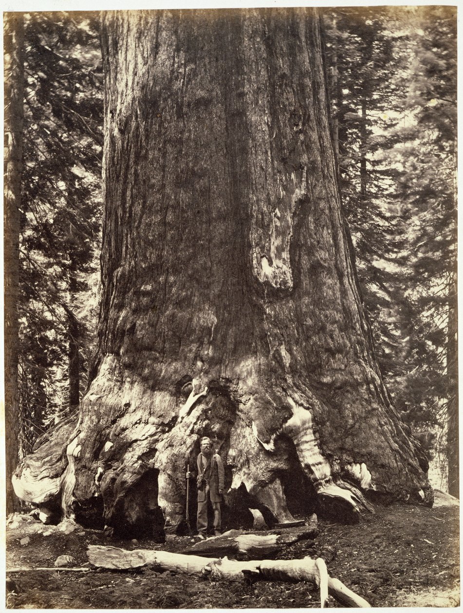 Base del Gigante Grizzly, de El Libro de Yosemite: Una Descripción del Valle de Yosemite y la Región Adyacente de la Sierra Nevada, y de los Grandes Árboles de California, por Josiah Dwight Whitney (1819 de Carleton E. Watkins