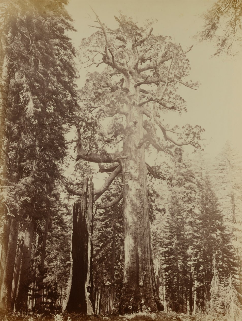 Gigante pardo, Mariposa Grove de Carleton E. Watkins