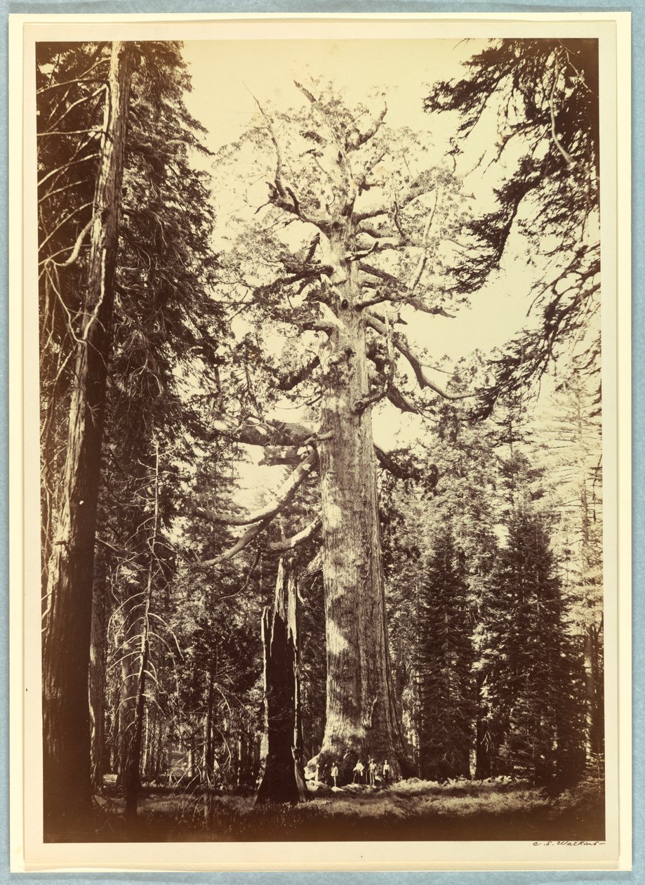 El Gigante Grizzly, Mariposa Grove, Yosemite de Carleton E. Watkins