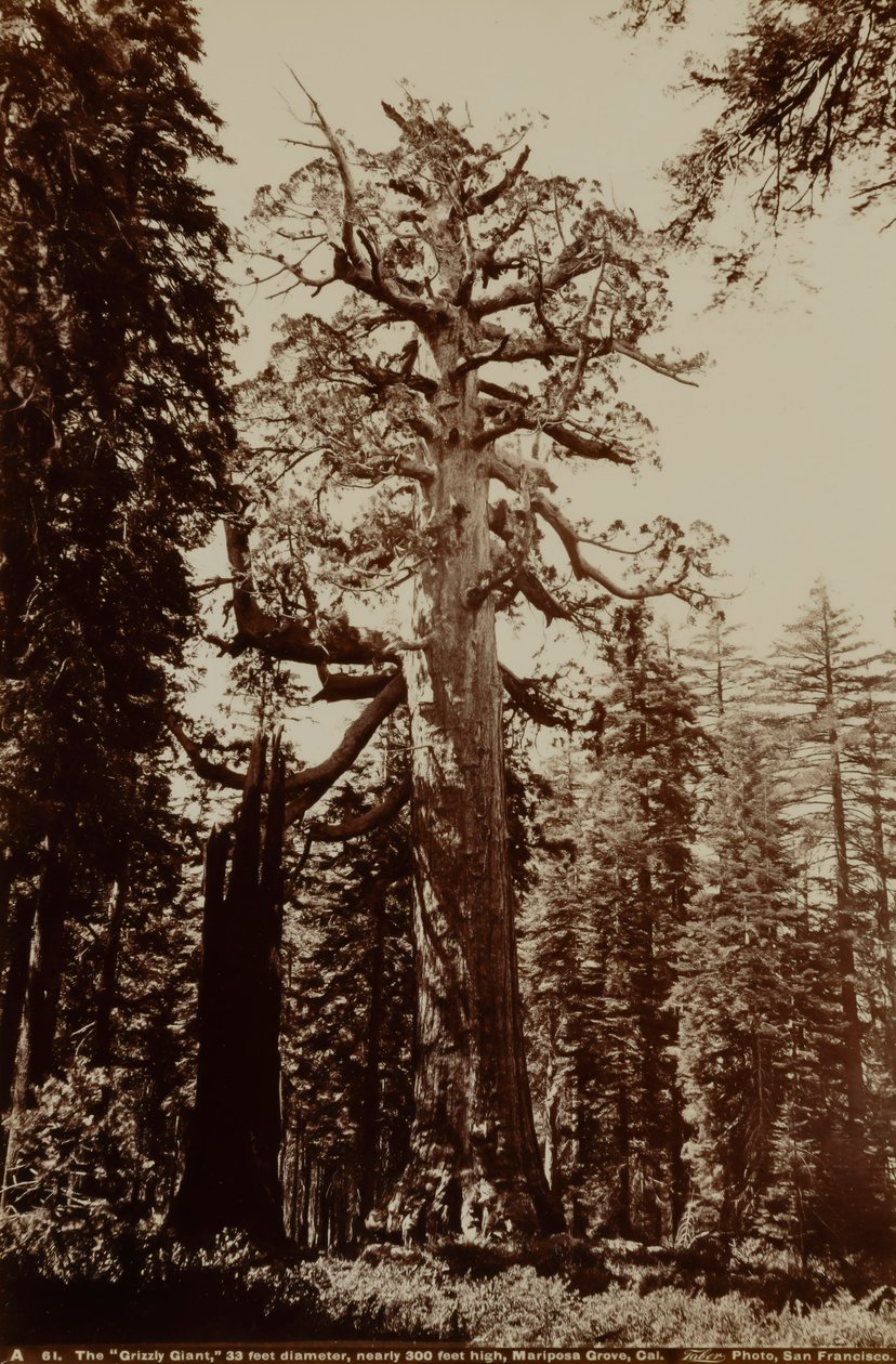 El gigante Grizzly, Mariposa Grove, Yosemite, California de Carleton E. Watkins