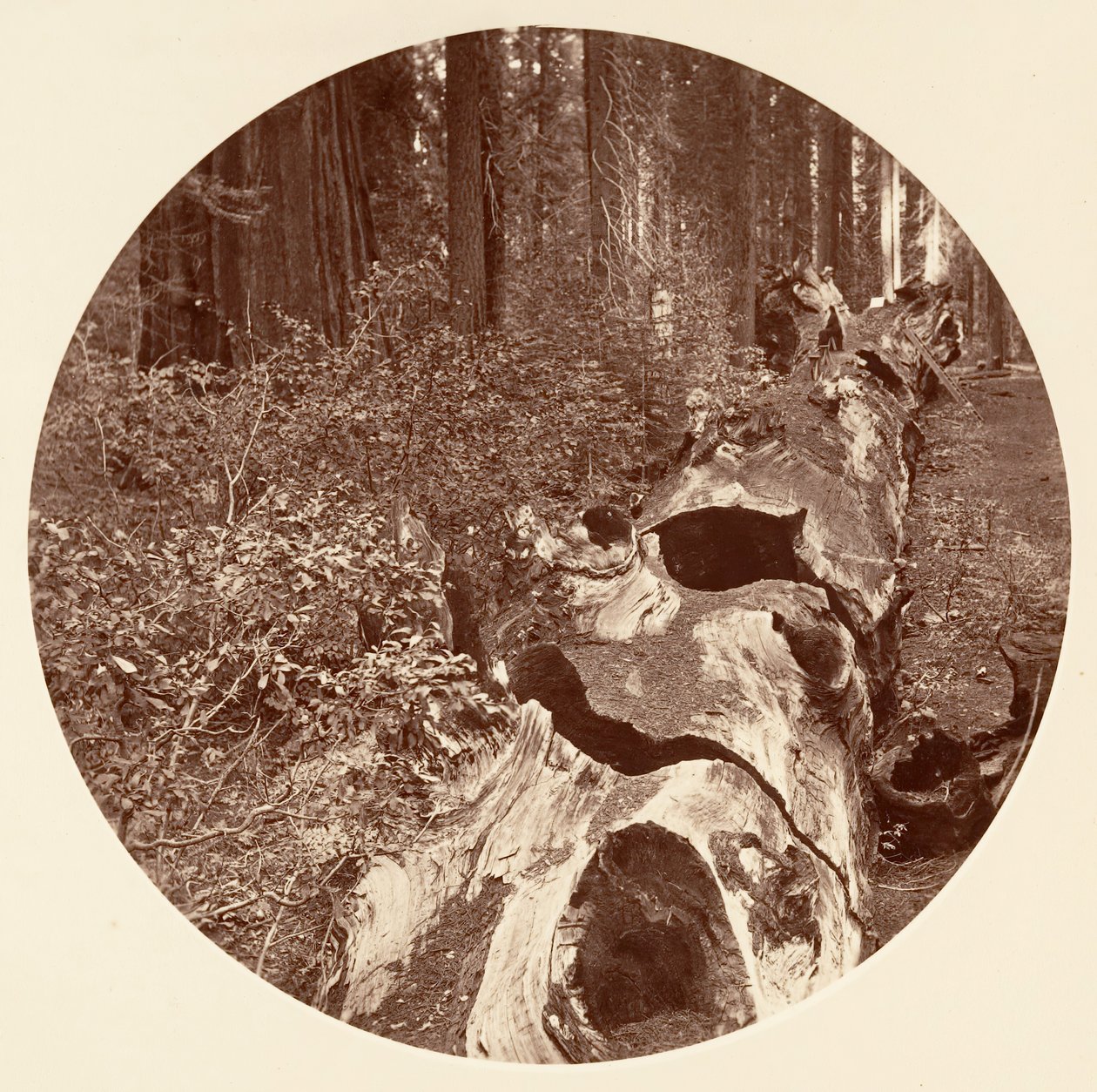 Auld Reckie - C. Grove, ca. 1878 de Carleton Emmons Watkins