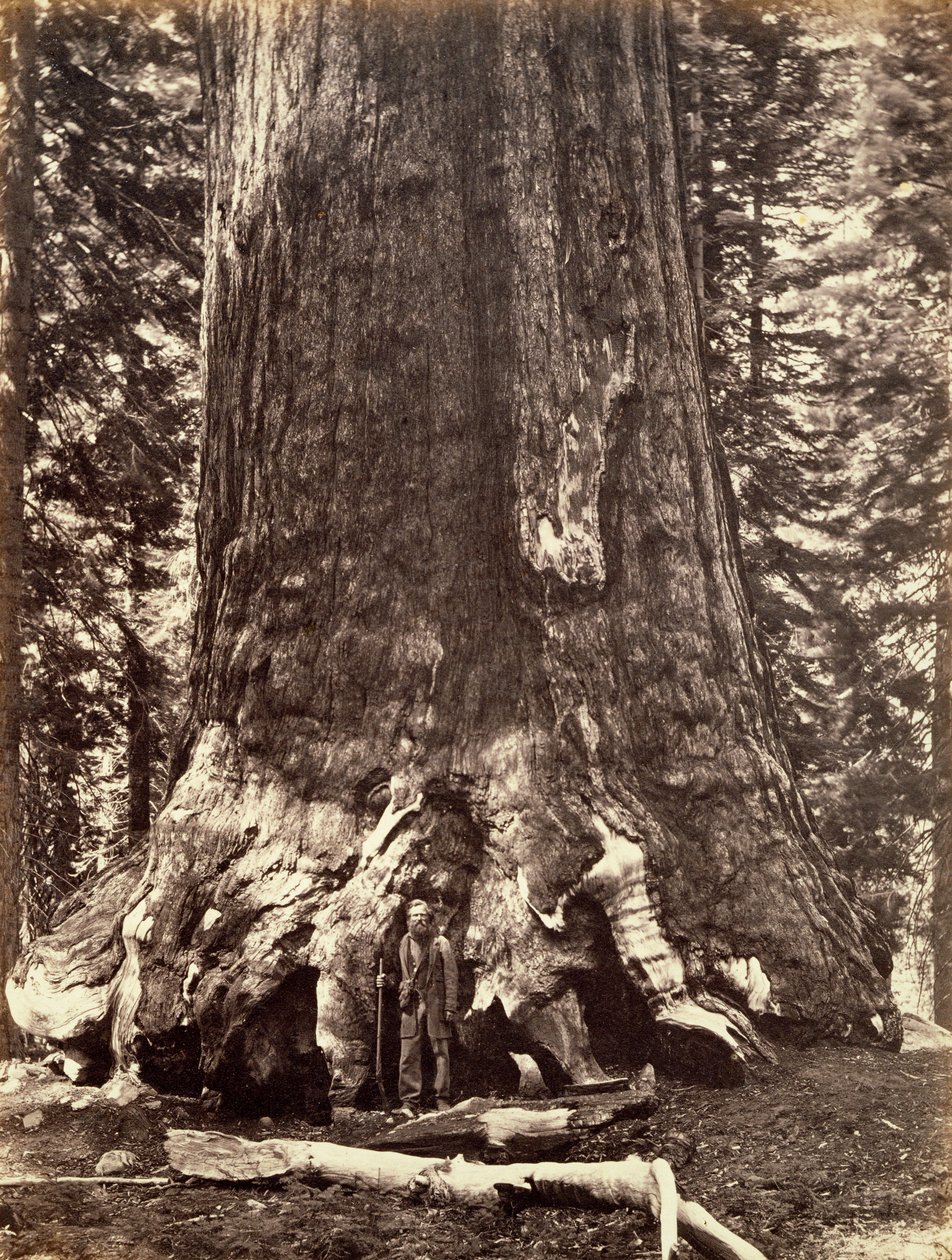 Base del Gigante Grizzly, árbol de Secuoya Gigante, Yosemite, California, 1868 de Carleton Emmons Watkins