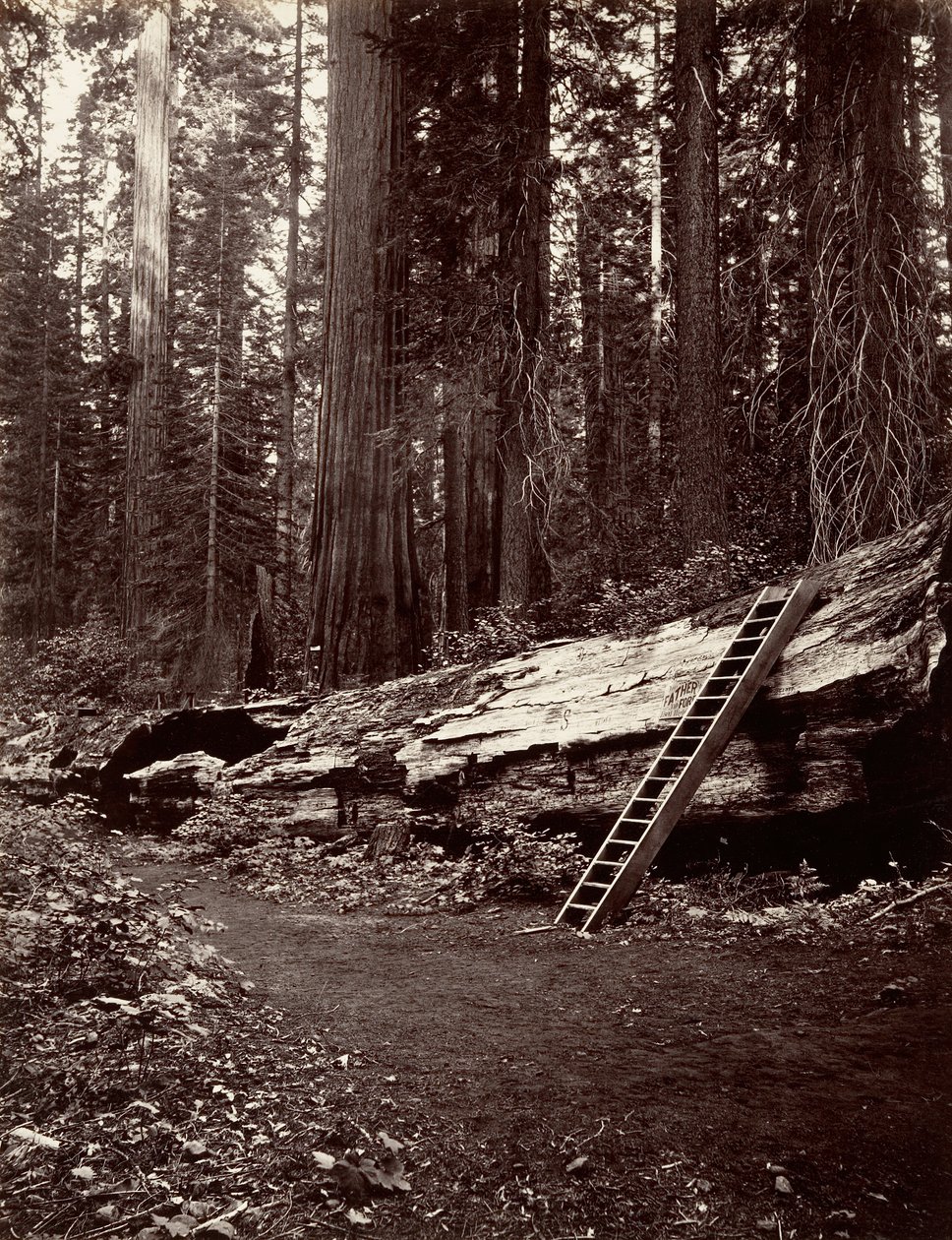 Padre del Bosque de Carleton Emmons Watkins