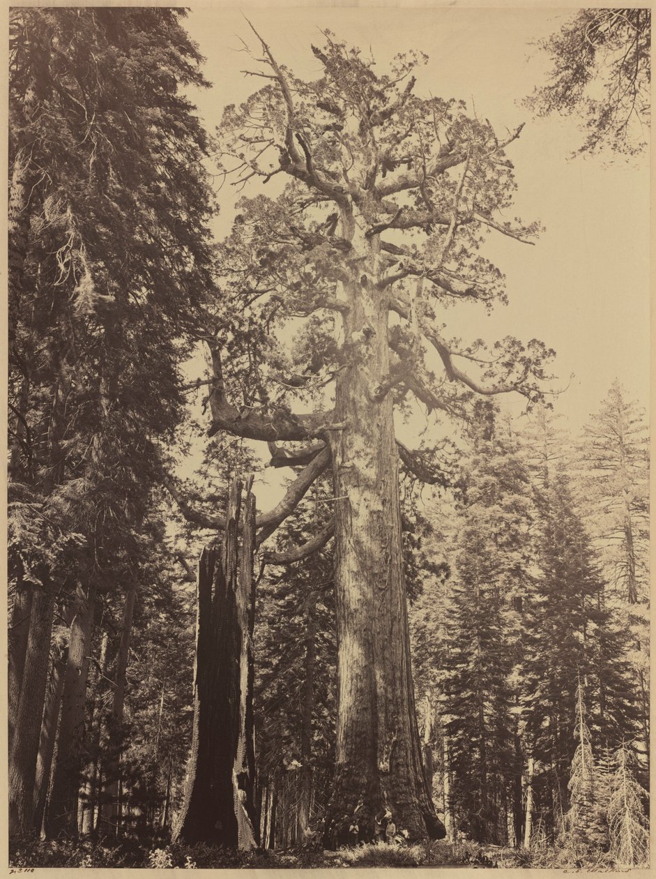 Gigante Grizzly, Mariposa Grove,1861 (foto) de Carleton Emmons Watkins