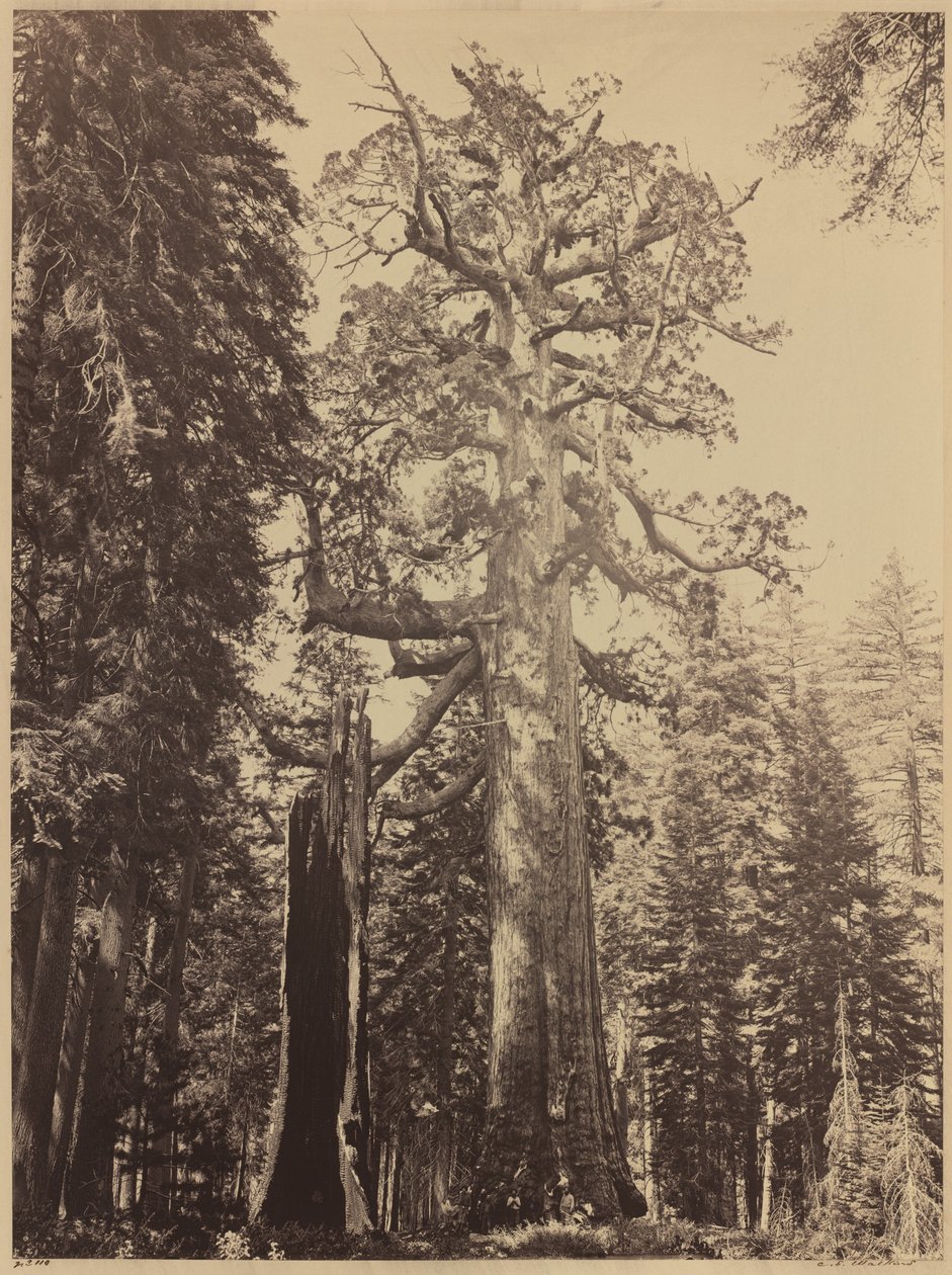 Gigante Grizzly, Mariposa Grove de Carleton Emmons Watkins