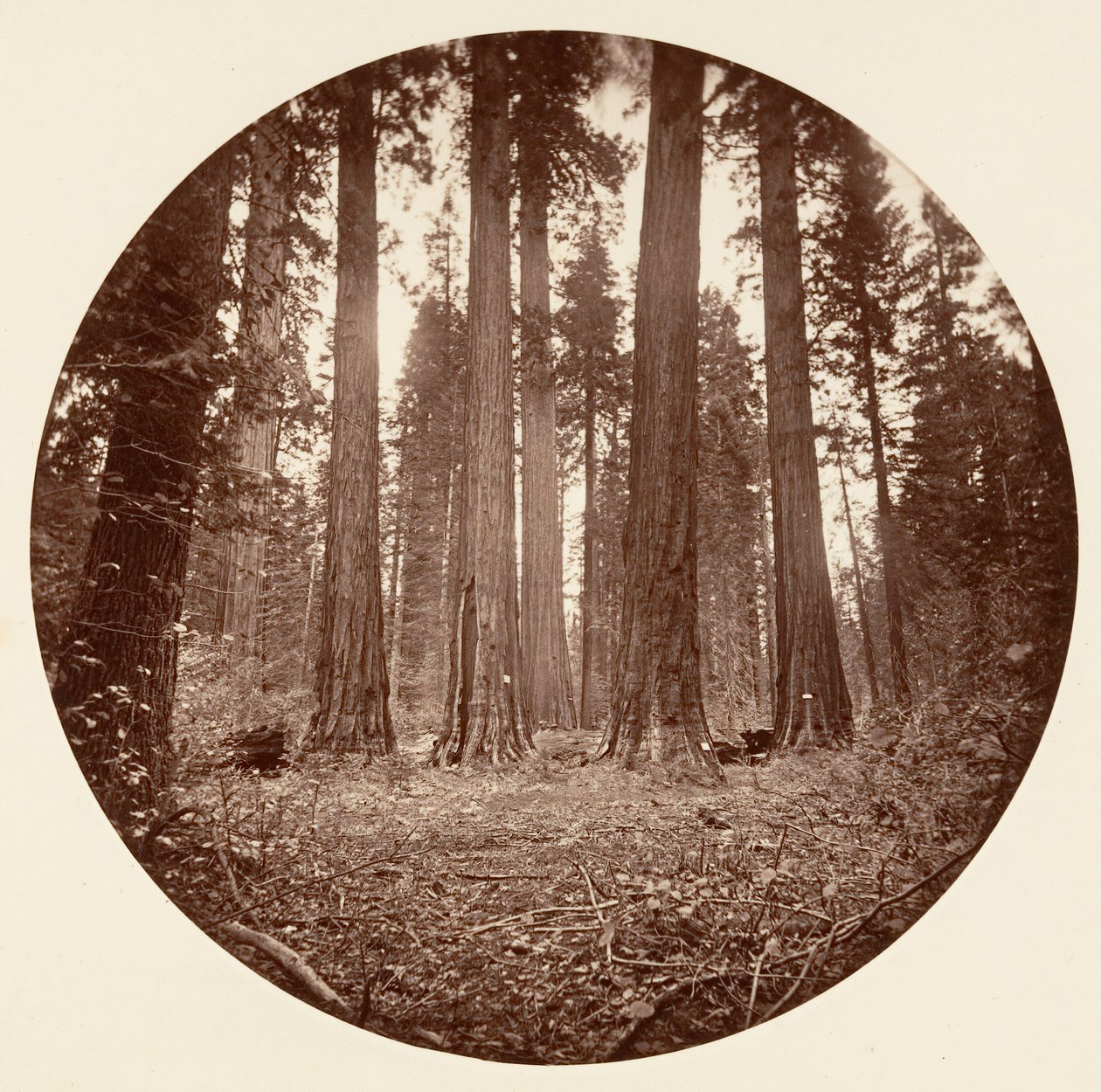 James King of William. Keyston State etc. Calaveras Grove, ca. 1878 de Carleton Emmons Watkins
