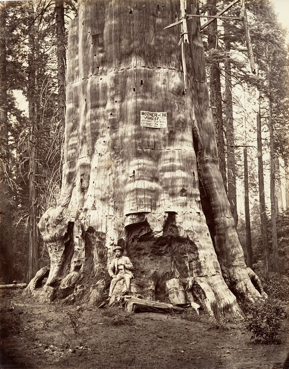 Madre del Bosque de Carleton Emmons Watkins