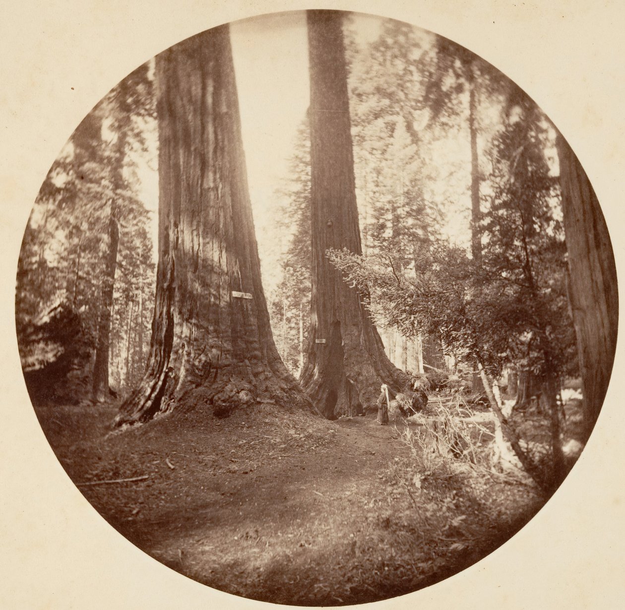 Old Dominium y la Taberna del Tío Tom. Calaveras Grove, ca. 1878 de Carleton Emmons Watkins