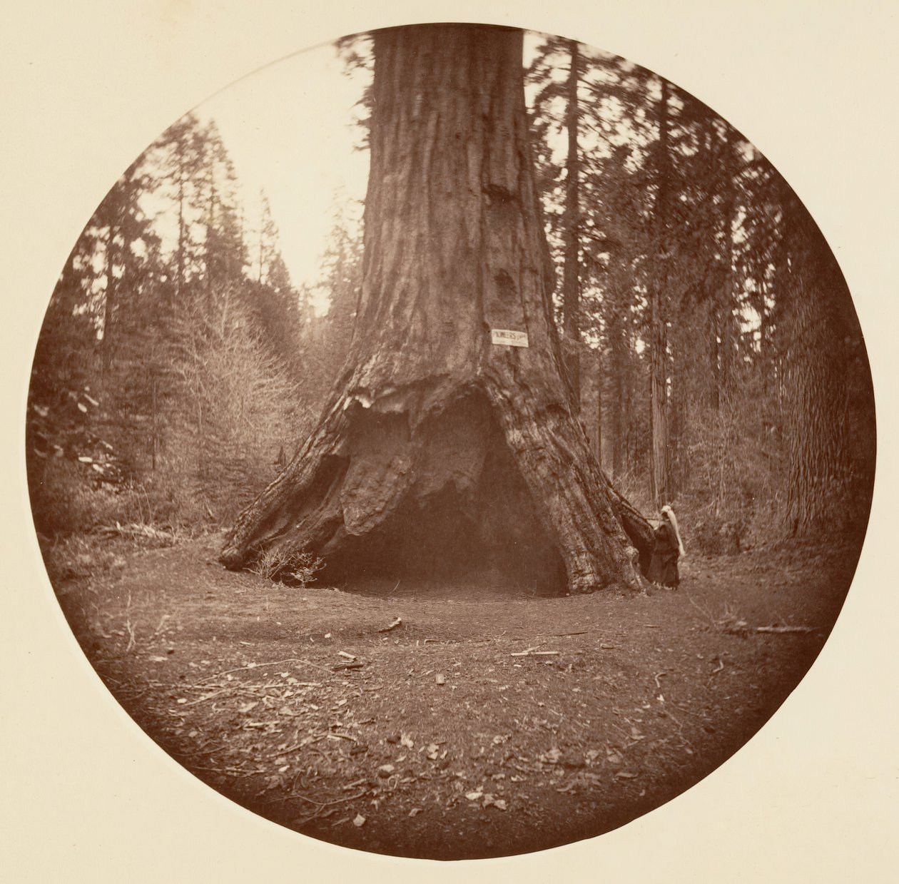 Cabaña de Pioneros - Calaveras Grove, ca. 1878 de Carleton Emmons Watkins