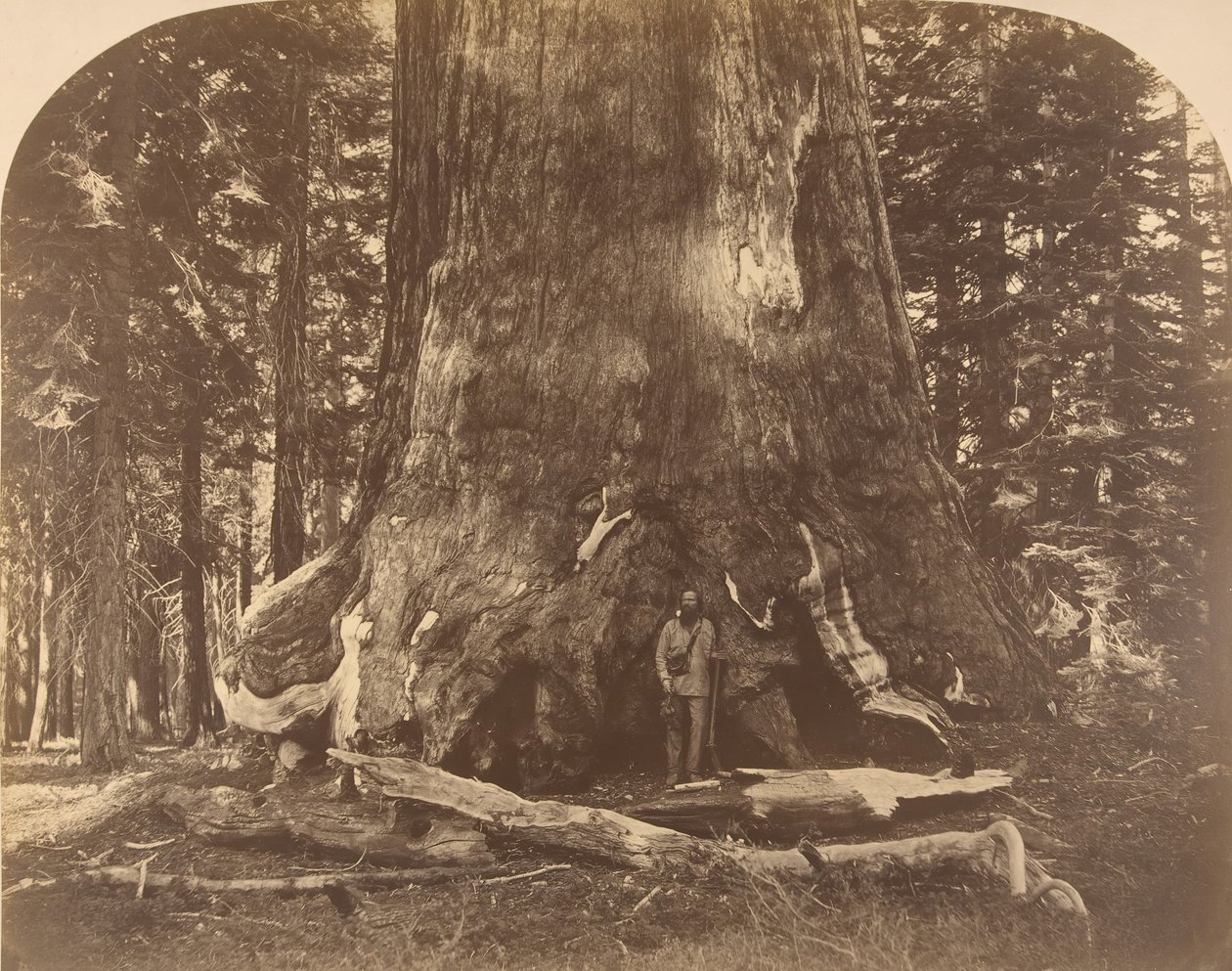 Sección del Gigante Grisly, Mariposa Grove, 1861 de Carleton Emmons Watkins