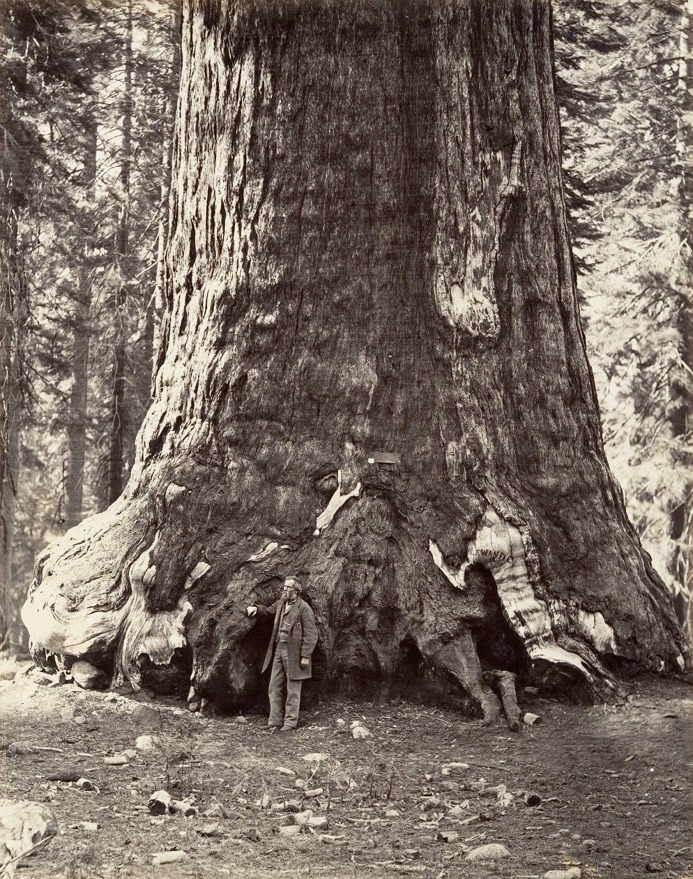 Sección del Gigante Grizzly, circunferencia de 101 pies, 1865-66 de Carleton Emmons Watkins