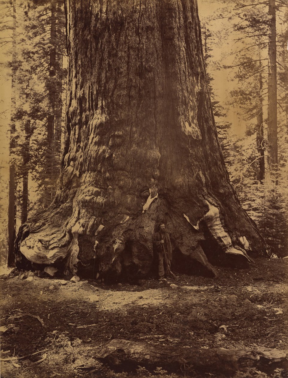 Sección del Gigante Grizzly con Galen Clark, Mariposa Grove, Yosemite, 1865-66 de Carleton Emmons Watkins