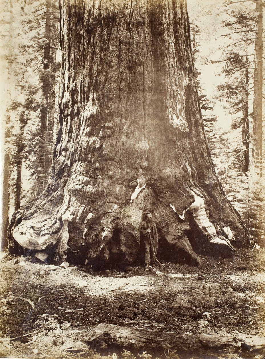Sección del Gigante Grizzly con Galen Clark, Mariposa Grove, Yosemite de Carleton E. Watkins