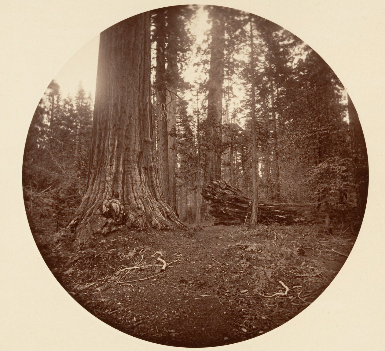 El padre del bosque - C. Grove de Carleton Emmons Watkins