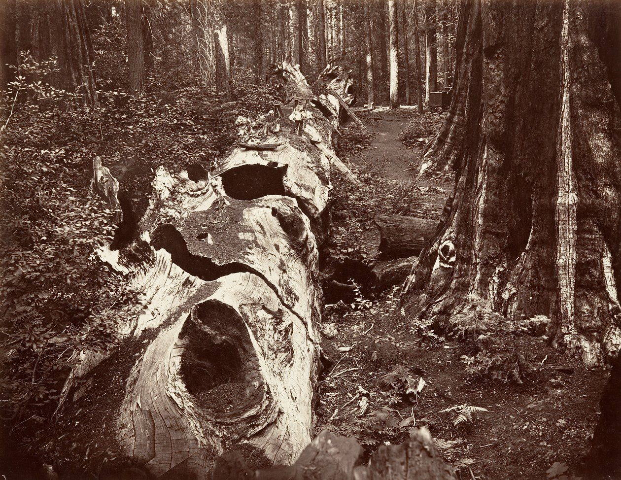 El Padre del Bosque, circunferencia de 112 pies, Calaveras Grove, 1865-66, impreso ca. 1876 de Carleton Emmons Watkins
