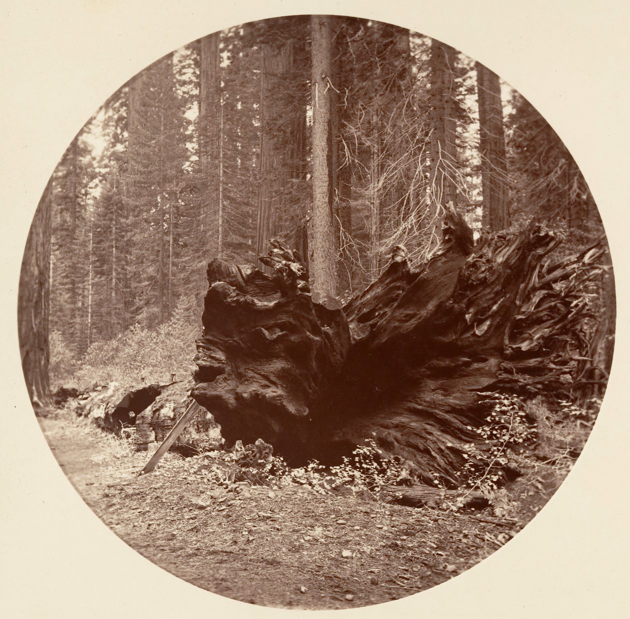 El Padre del Bosque 450 pies C. Grove de Carleton Emmons Watkins