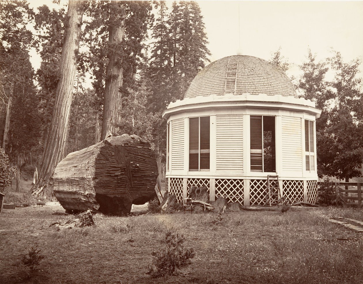 La casa construida sobre el tocón de un gran árbol, 1865-66, impreso ca. 1876 de Carleton Emmons Watkins