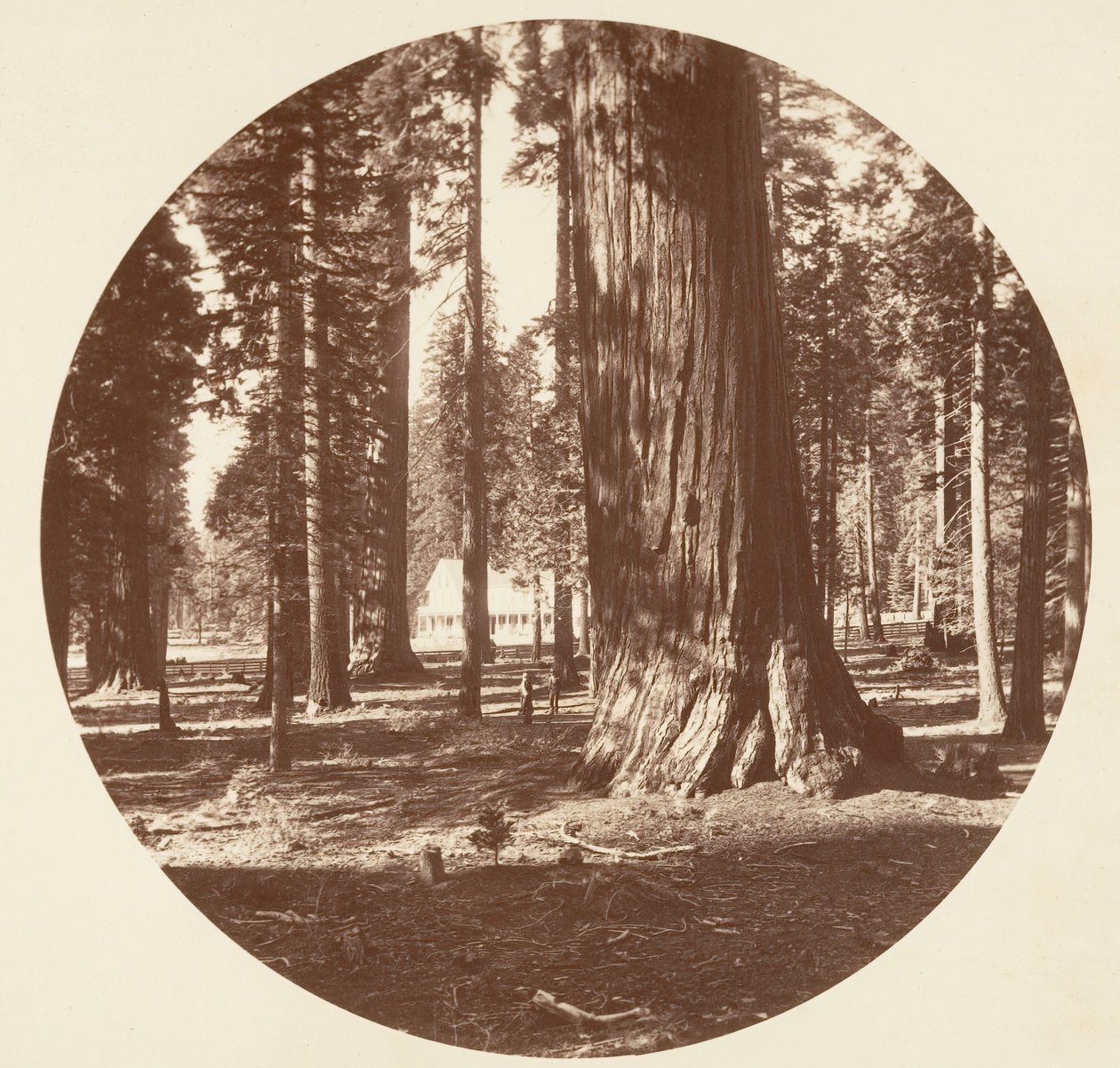 El Hotel Mammoth Grove desde el Grove - Calaveras, ca. 1878 de Carleton Emmons Watkins