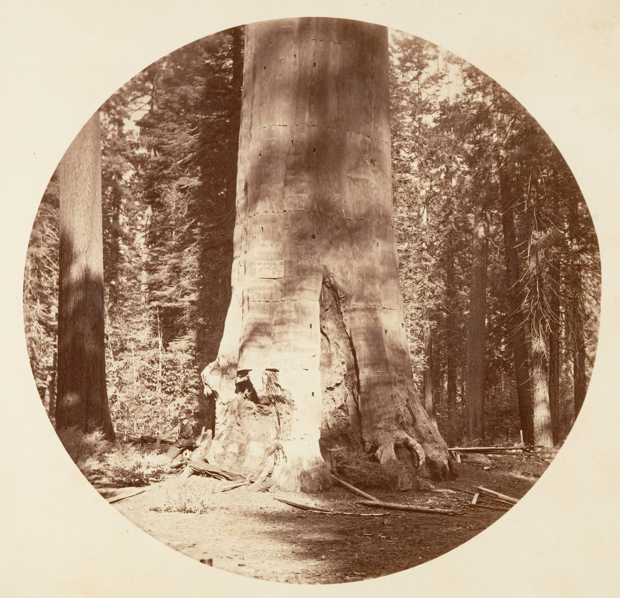 La madre del bosque - Calaveras Grove de Carleton Emmons Watkins