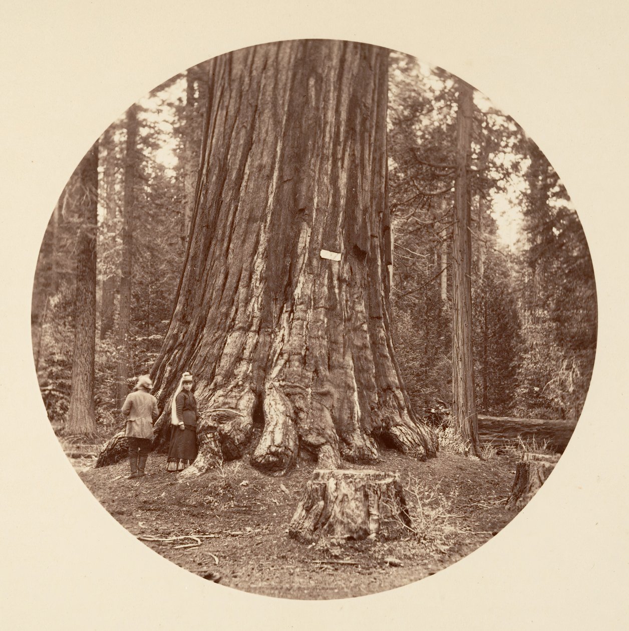El orgullo del bosque - Calaveras Grove, ca. 1878 de Carleton Emmons Watkins