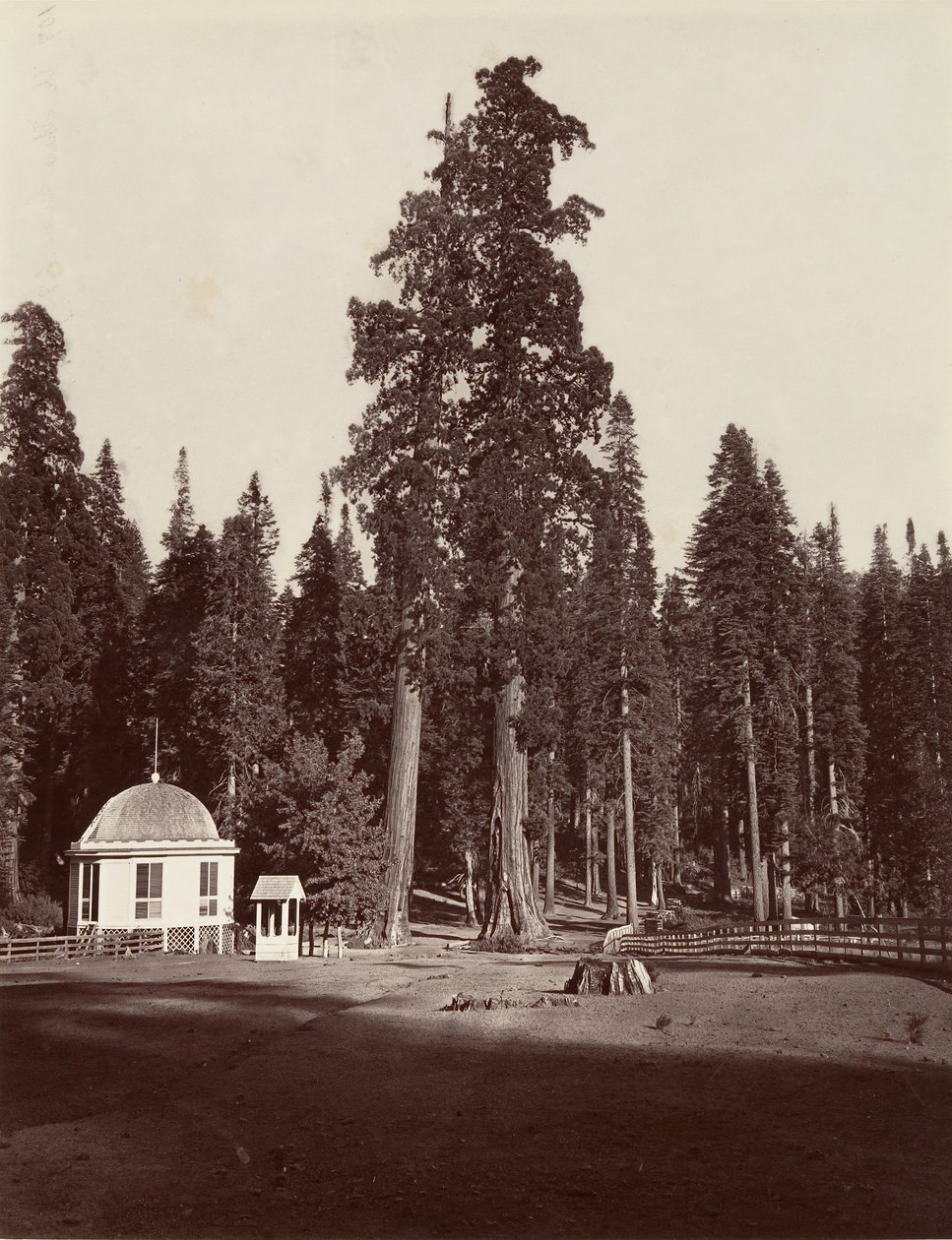 El Centinela, 315 pies, 1865-66, impreso ca. 1876 de Carleton Emmons Watkins