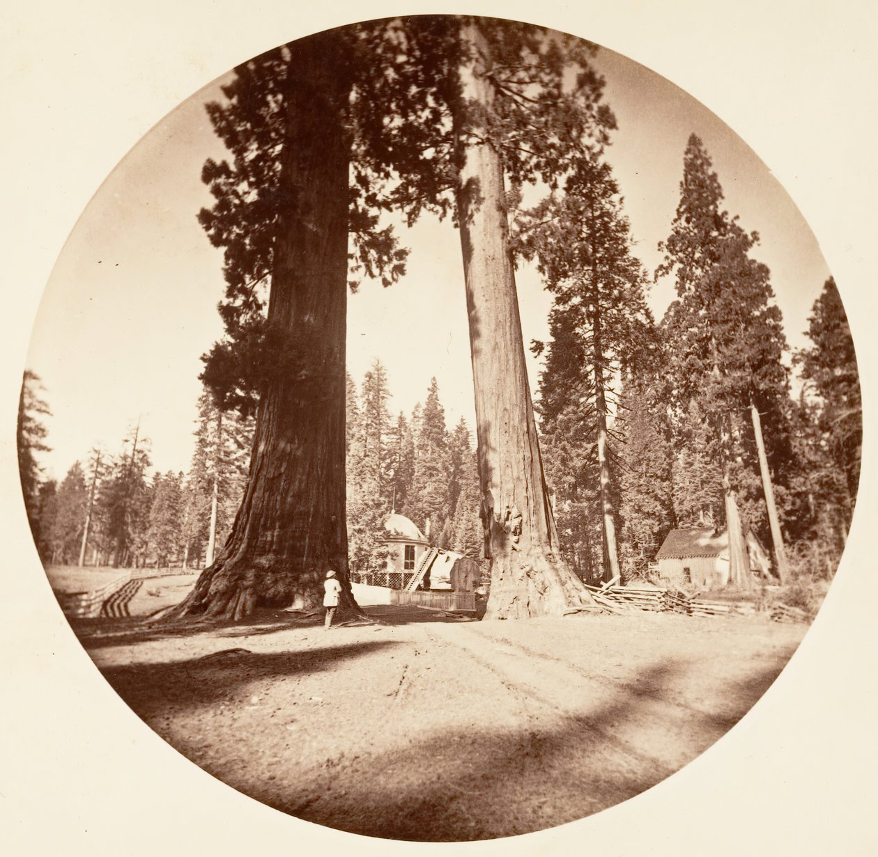 Los centinelas - Calaveras Grove de Carleton Emmons Watkins