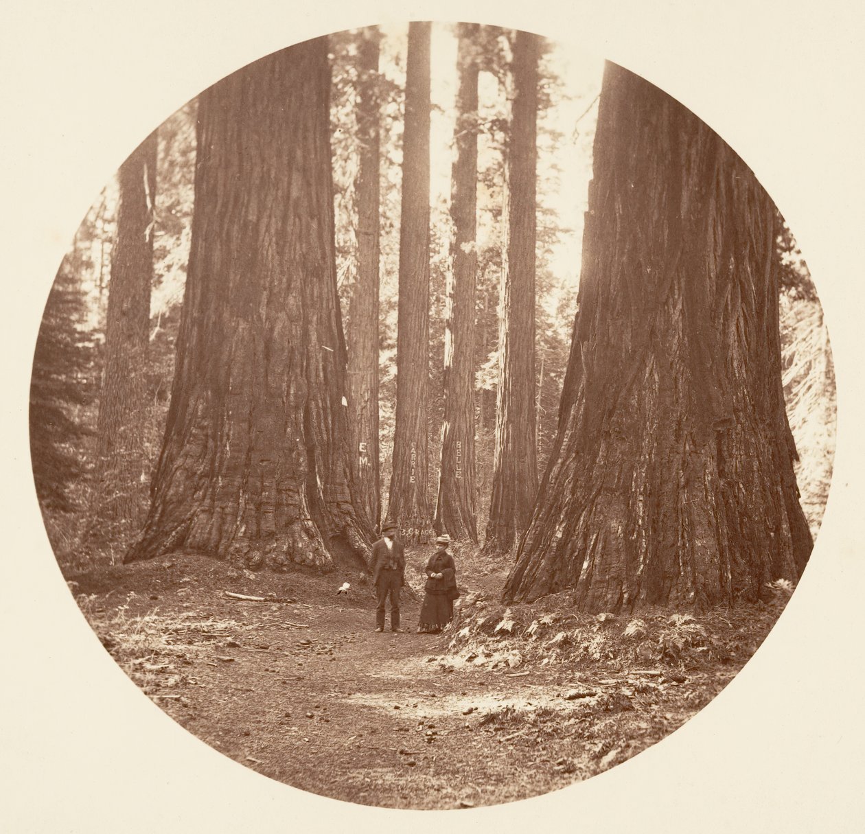 Las Tres Gracias Vistas a Través del Bosque de Bryant y Seward Calaveras, ca. 1878 de Carleton Emmons Watkins