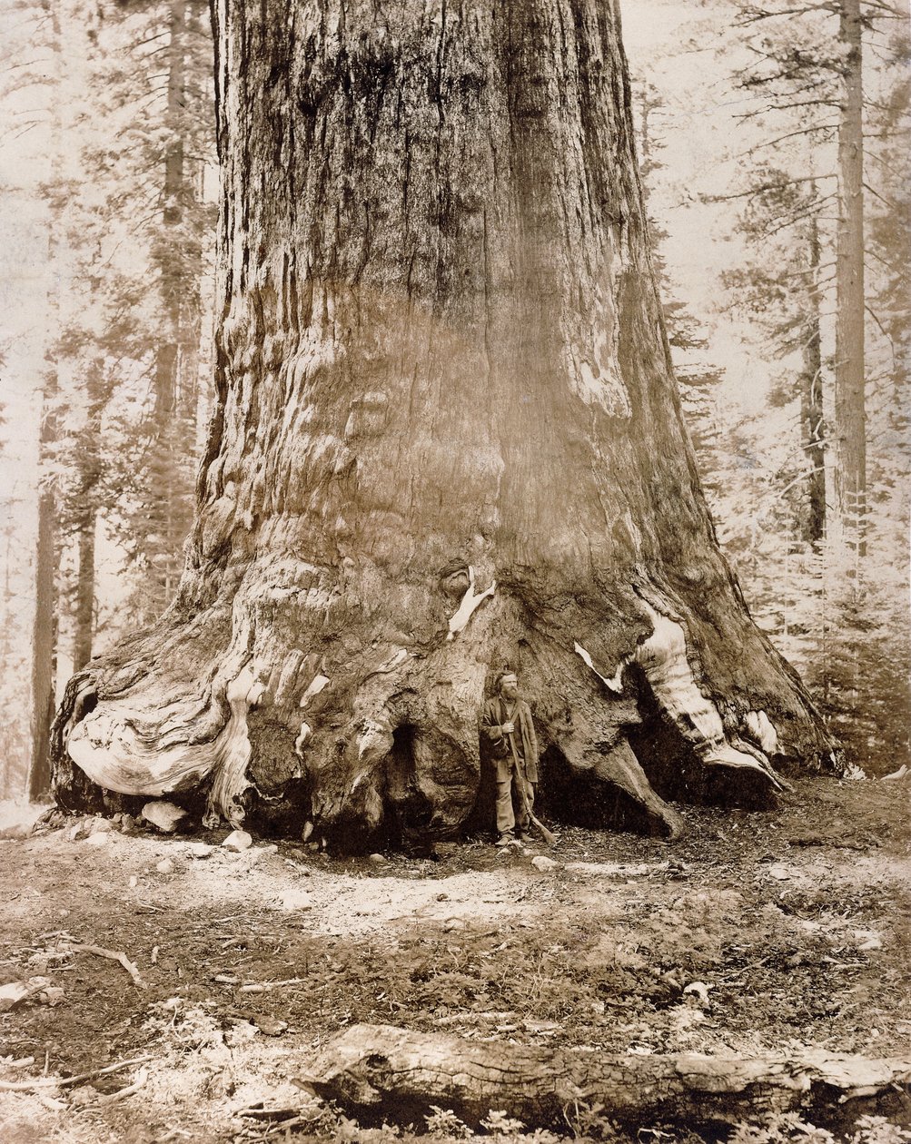 Tronco del "Gigante Grizzly", Mariposa Grove, 33 pies de diámetro, 1861 de Carleton E. Watkins