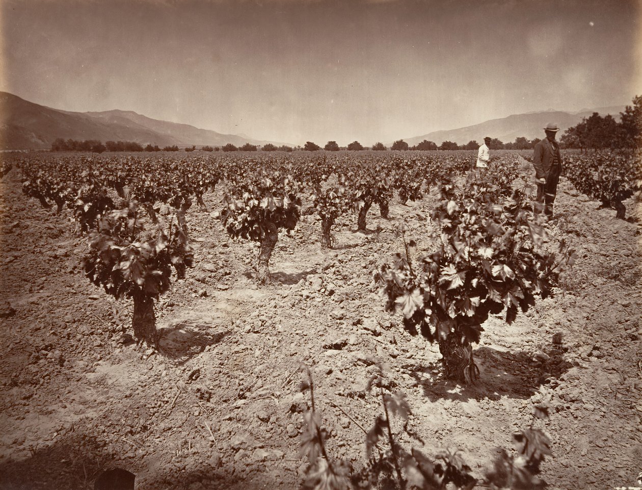 Viñedo del Rancho Camulos, 1876, impreso ca. 1876 de Carleton Emmons Watkins