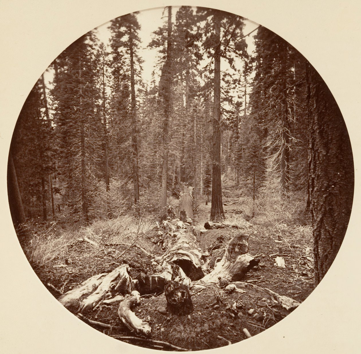[Parque Nacional de Yosemite, California], ca. 1878 de Carleton Emmons Watkins