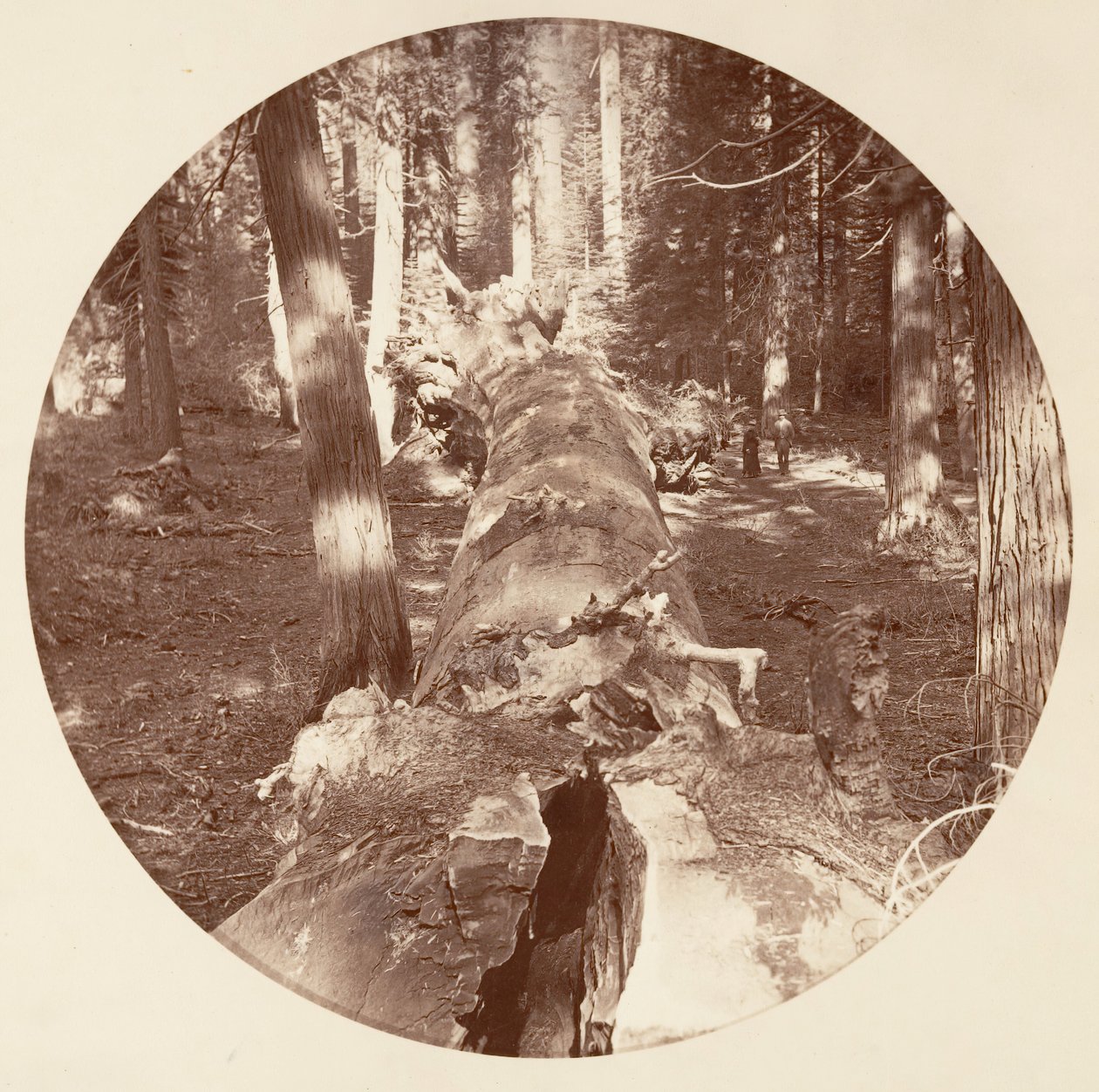 [Parque Nacional de Yosemite, California], ca. 1878 de Carleton Emmons Watkins