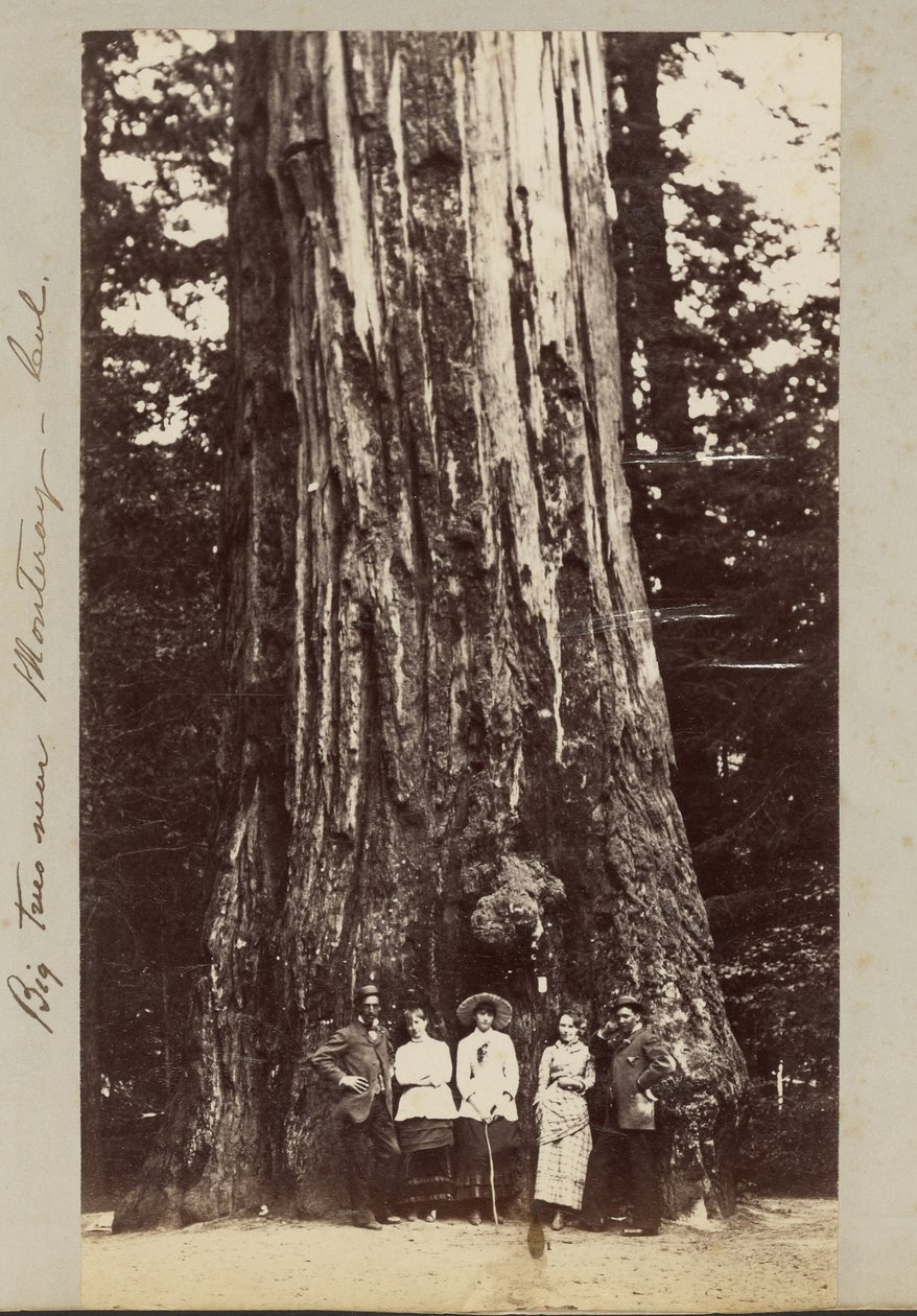 Grandes árboles cerca de Monteray [sic] - Cal. de Carleton Watkins