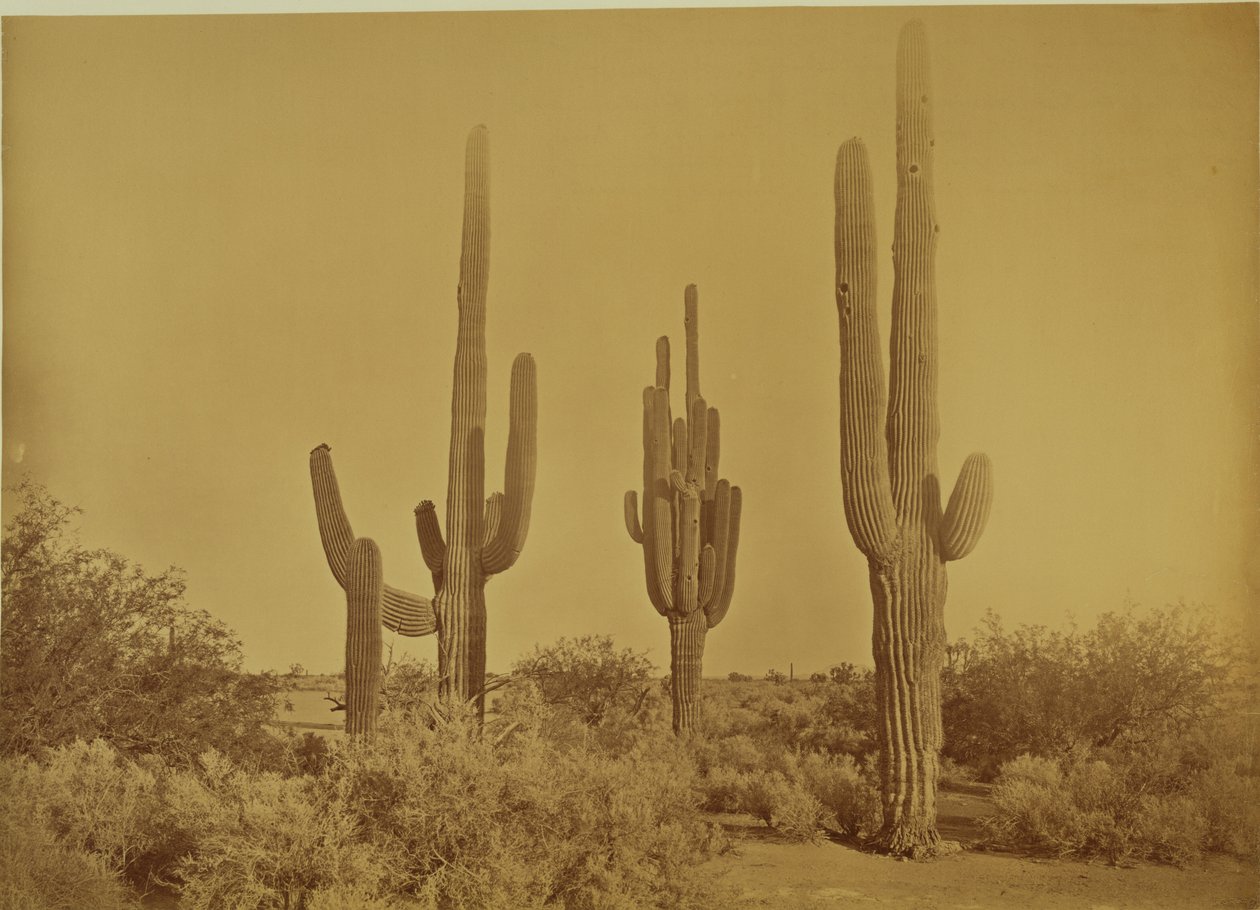 [Cactus, Arizona - Cereus Giganteus] de Carleton Watkins