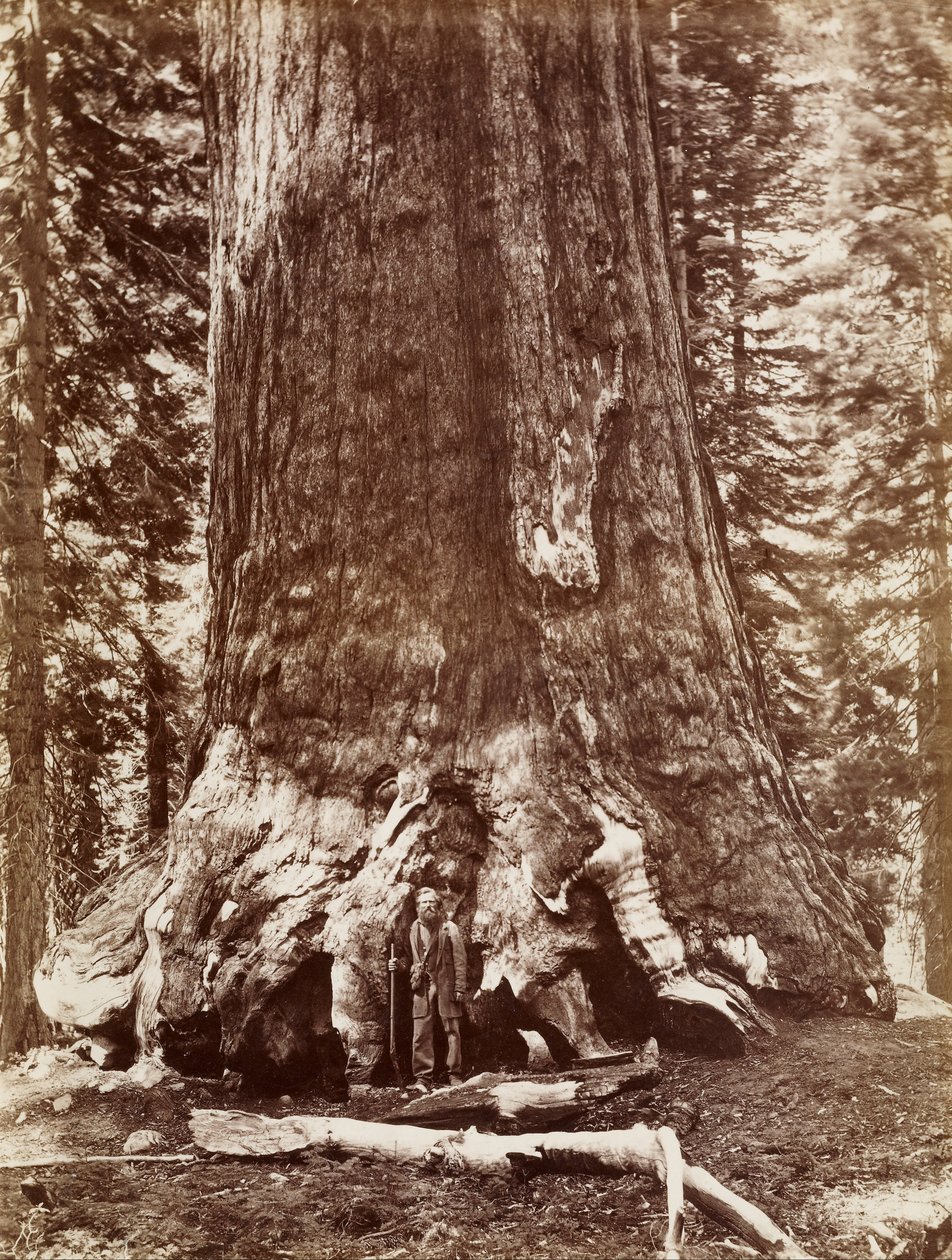Gigante Grizzly, diámetro 33 pies, Mariposa Grove de Carleton Watkins