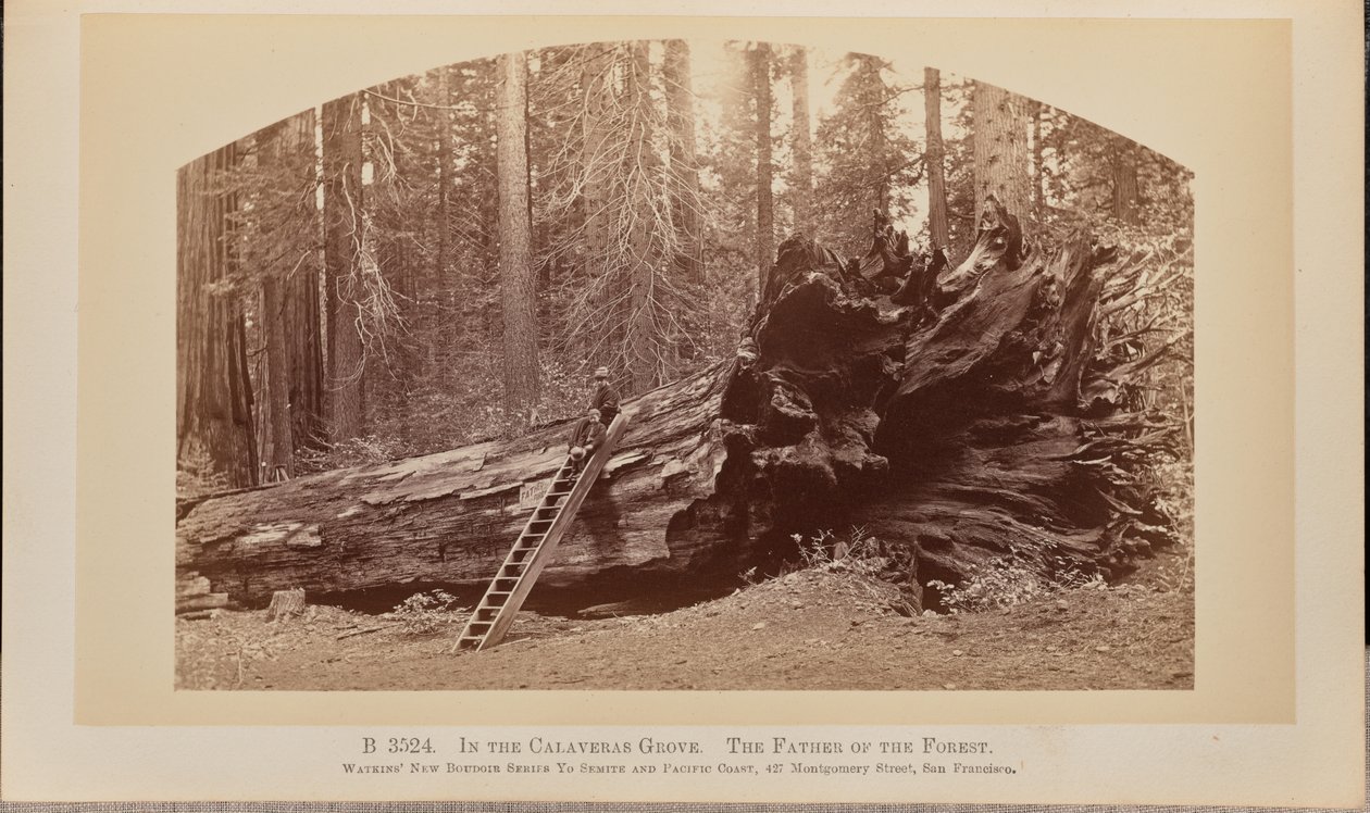 En la arboleda de Calaveras. El padre del bosque de Carleton Watkins