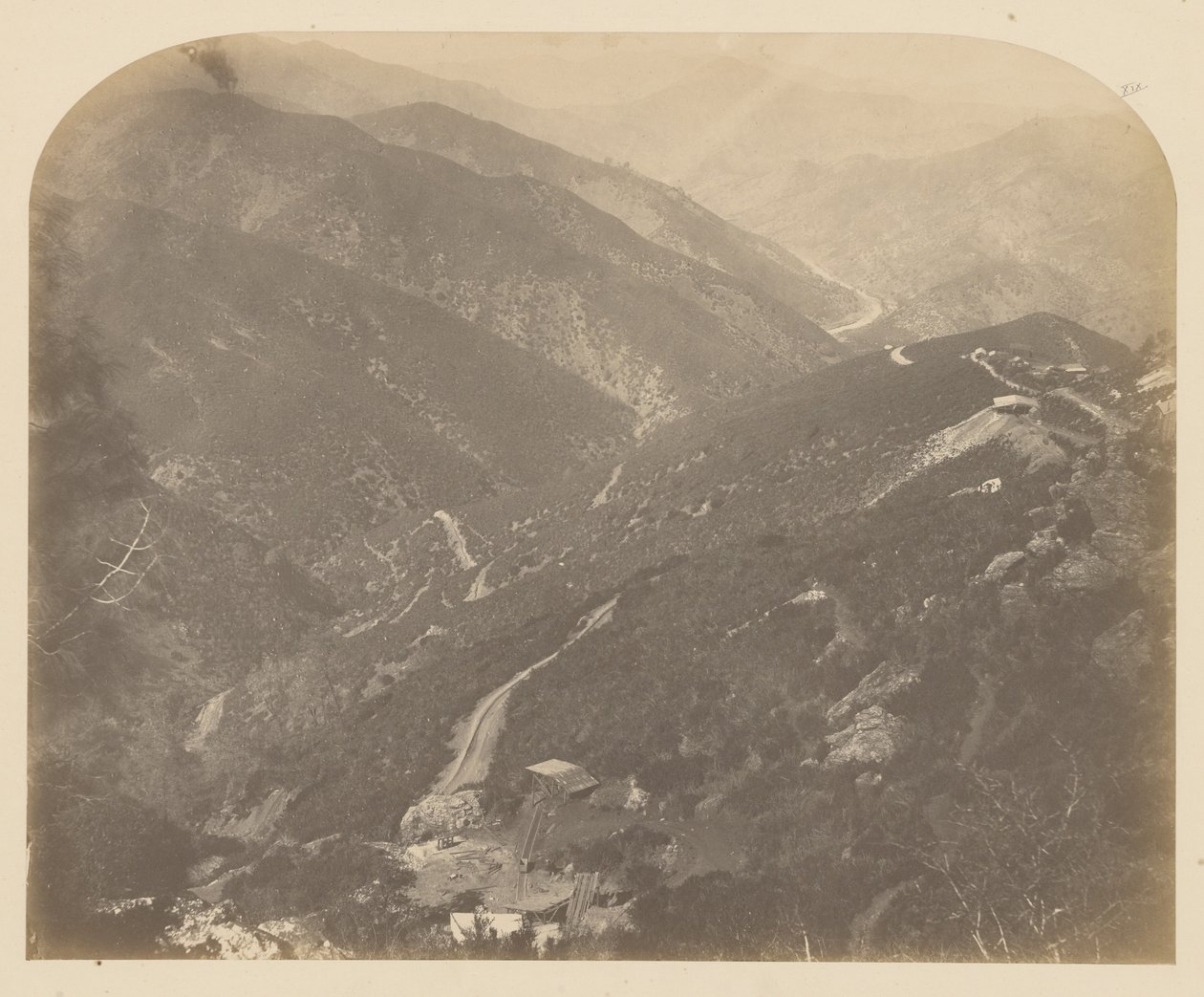 [Josephine y Pine Tree] de Carleton Watkins