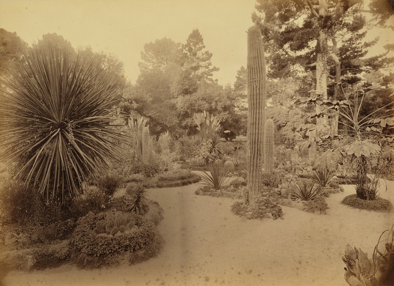 [Monterey, California. Arizona Garden, Hotel Del Monte]. de Carleton Watkins