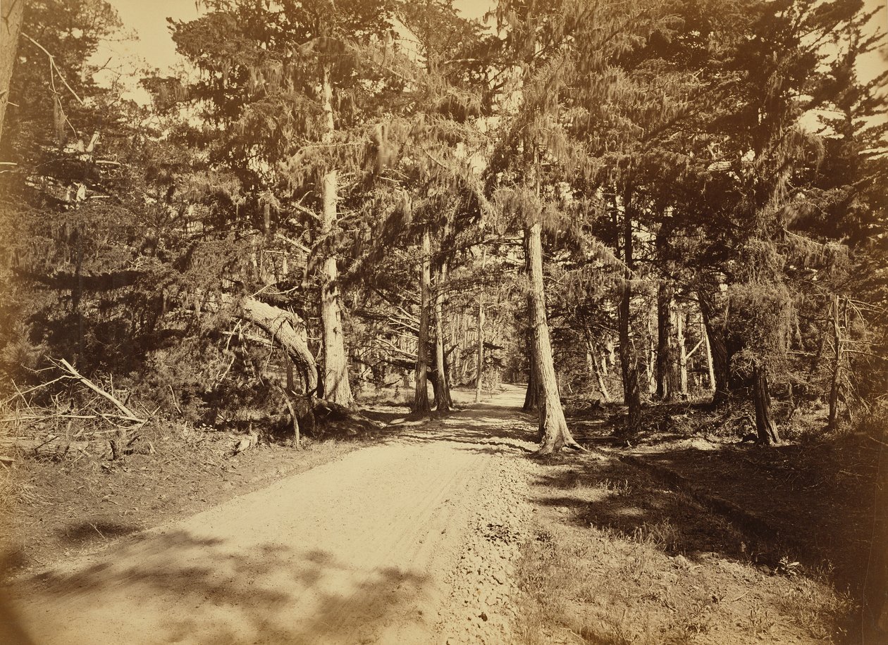 [Monterey, California. Avenida Moss, 18 Mile Drive.] de Carleton Watkins