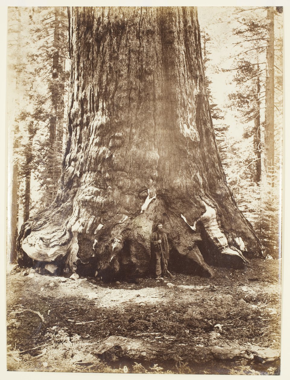 Sección del Gigante Grizzly con Galen Clark, Mariposa Grove, Yosemite de Carleton Watkins