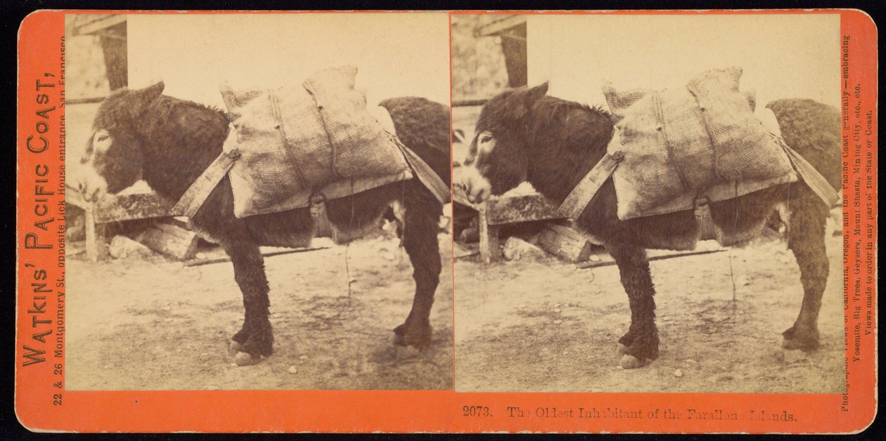 El habitante más antiguo de las Islas Farallón de Carleton Watkins