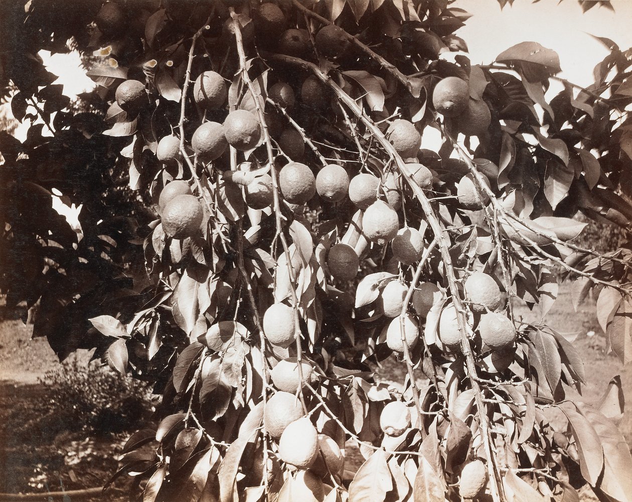 Sin título [fruta en un árbol] de Carleton Watkins