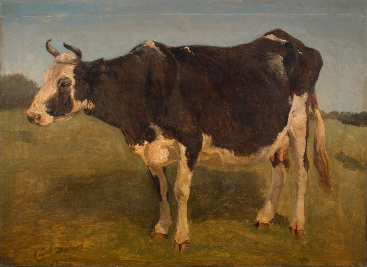 Vaca blanca y negra de pie. Estudio. de Carlo Dalgas