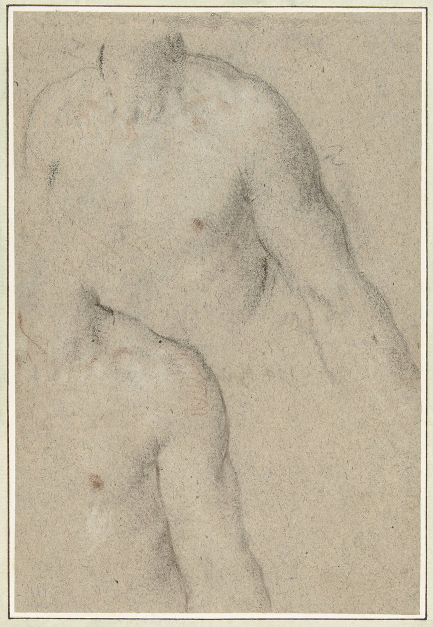Dos estudios del torso de un hombre joven de Carlo Caliari