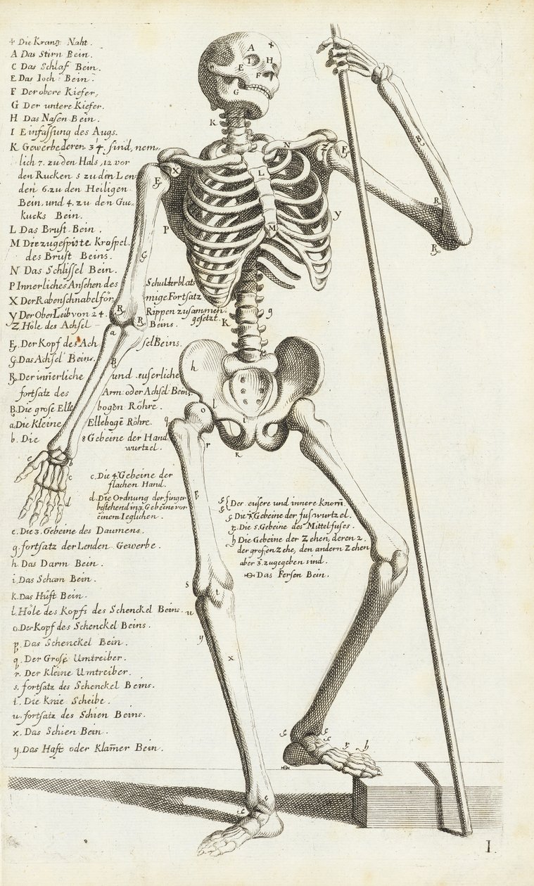 Estudio anatómico del esqueleto humano por Carlo Cesi de Carlo Cesi