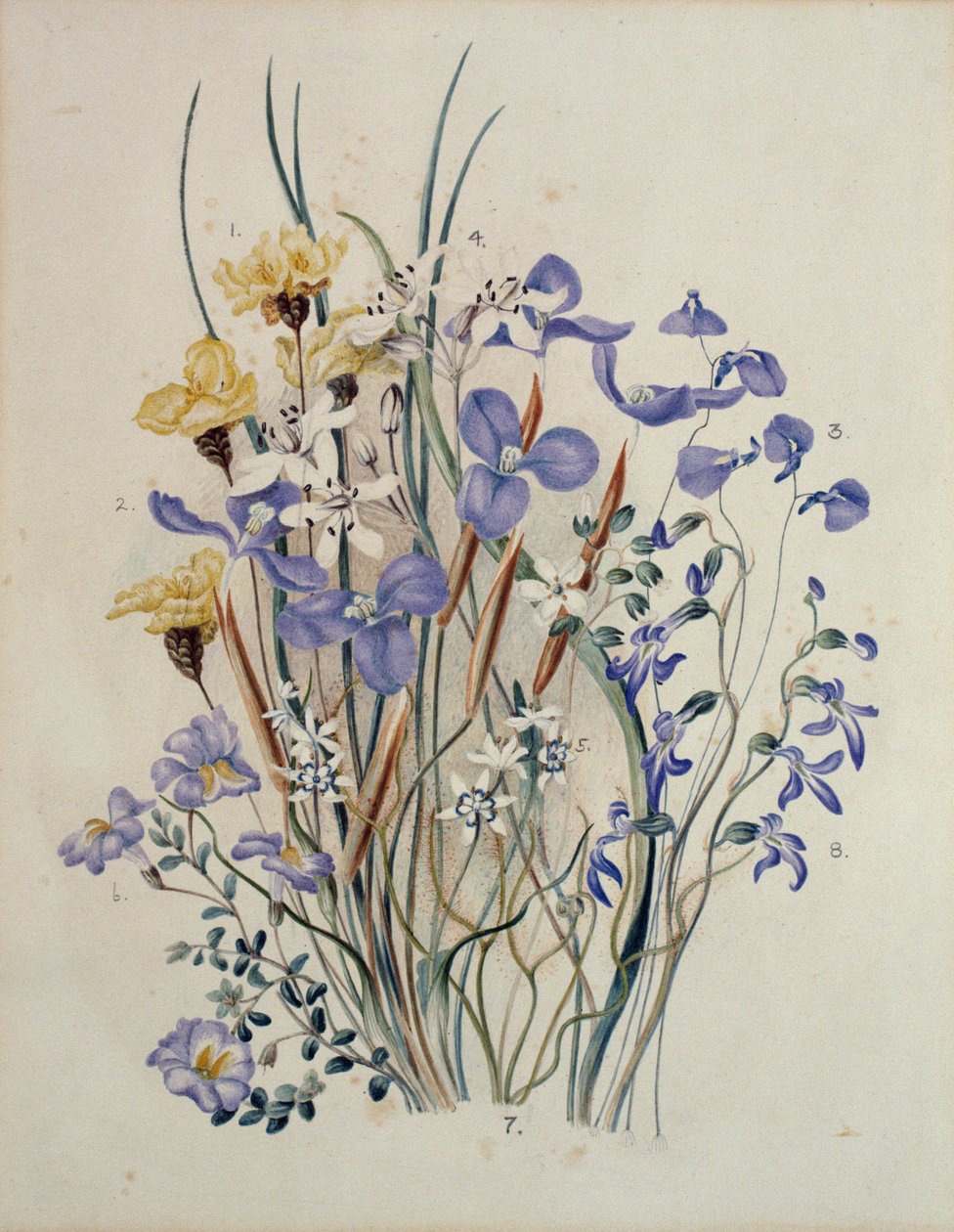 Flores de primavera, siglo XIX de Caroline Louisa Meredith
