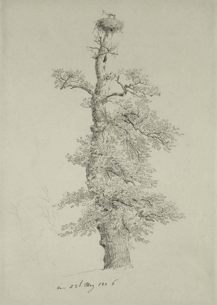 Antiguo roble con un nido de cigüeña, 23 de mayo de 1806 de Caspar David Friedrich