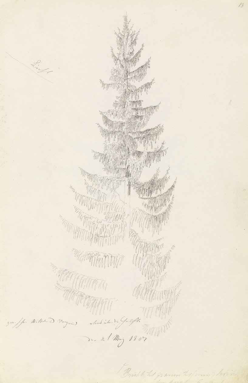 Abeto de Caspar David Friedrich