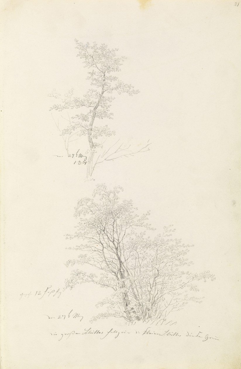 Grupo de árboles jóvenes de Caspar David Friedrich